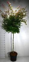 Acer pal. Beni-maiko