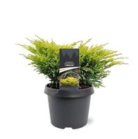 Juniperus hor. Limeglow