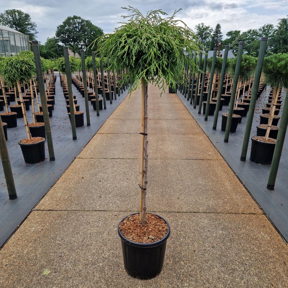 Picture of Thuja plicata Kagers Beauty C11 80/STD