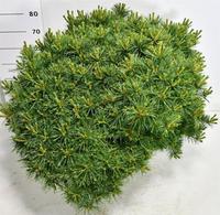 Pinus strobus Bergmans Mini'