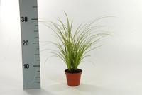 Carex brun. Variegata