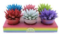 Echeveria Miranda Rainbow in varieties