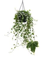 Hedera helix white variegated