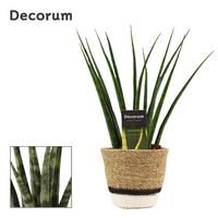 Sansevieria Fernwood in Hanoi basket white (Deco-collection)