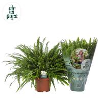 Nephrolepis Green Lady - Air So Pure (INDOOR)