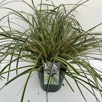Carex osh. Evercream