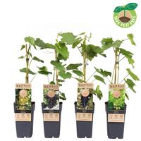 Vitis vin. in varieties (seedless)