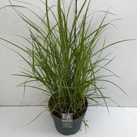 Miscanthus sin. Ferner Osten