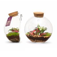 WARDIANS Terrarium - Juno