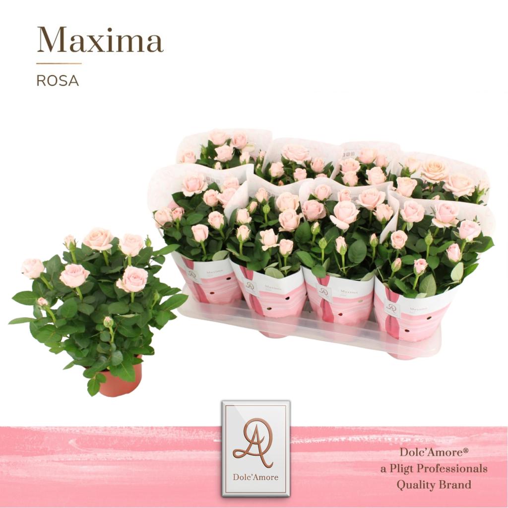 Picture of Rosa Infinity Princess Maxima DolcAmore P14 32cm