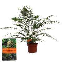 Dicksonia Antarctica (tasmanian tree fern)