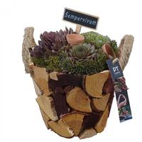 PTS7417 Arrangement Sempervivum in wooden pot