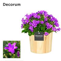 Campanula Porto LL Wood