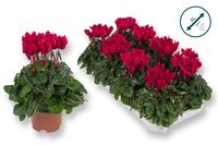 Cyclamen-COMPACT wine red