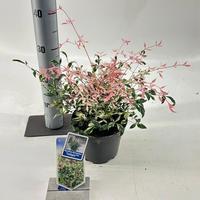 Nandina dom. Twilight