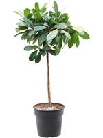 Ficus cyathistipula