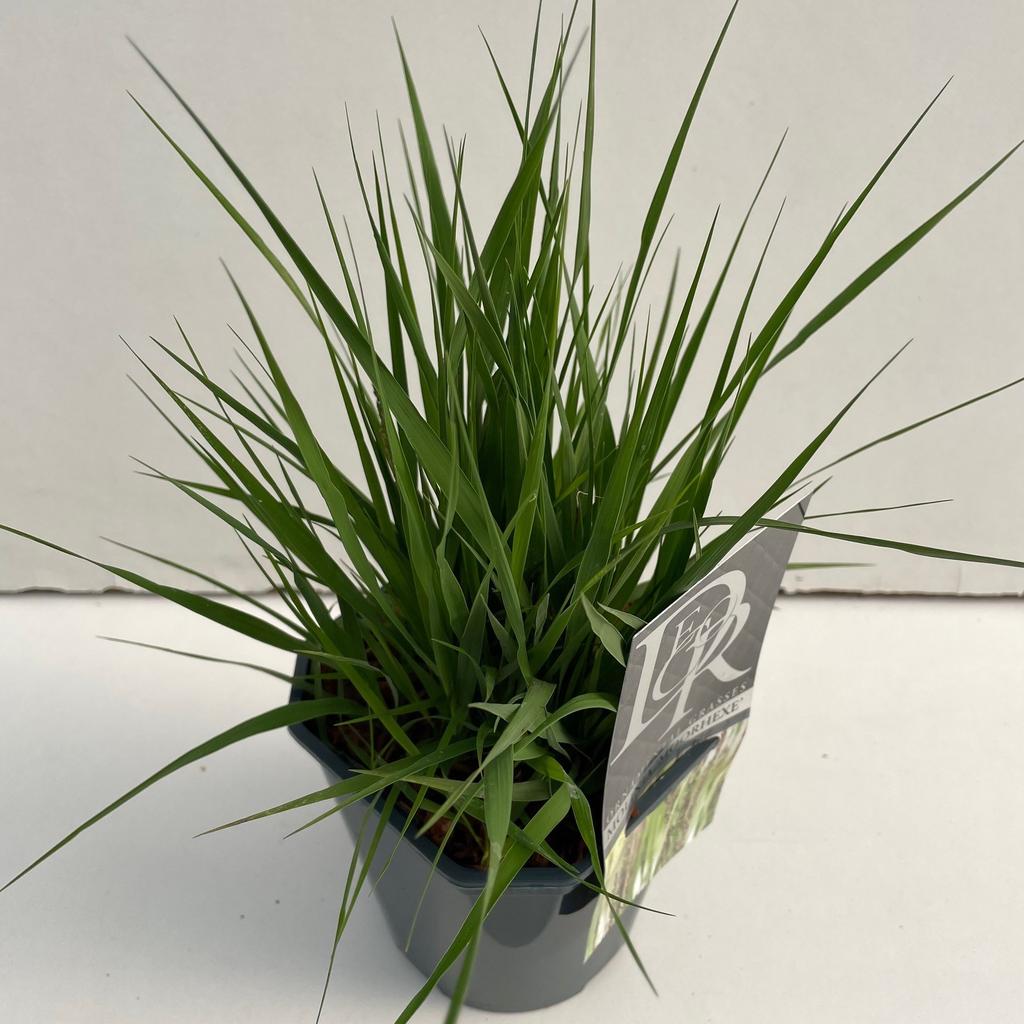 Obrazek Molinia Moorhexe P17 (2 Ltr) Square