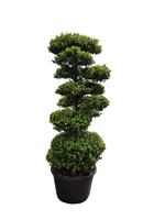 Ilex cr. Dark Green