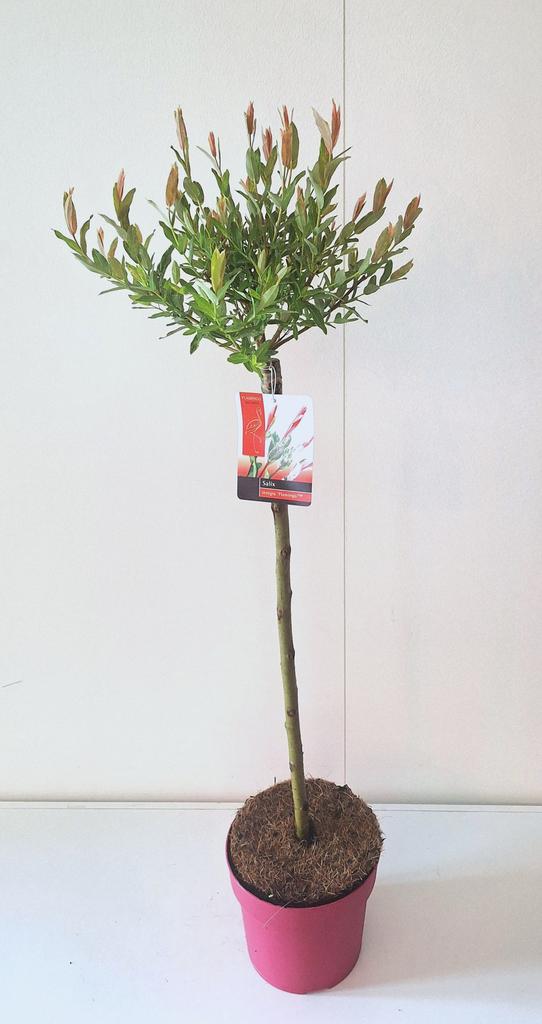 Obrázek Salix Flamingo P19 (3 Ltr) 60/STD PINK POT