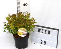 Spiraea japonica Firelight