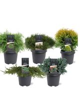 Conifers in varieties