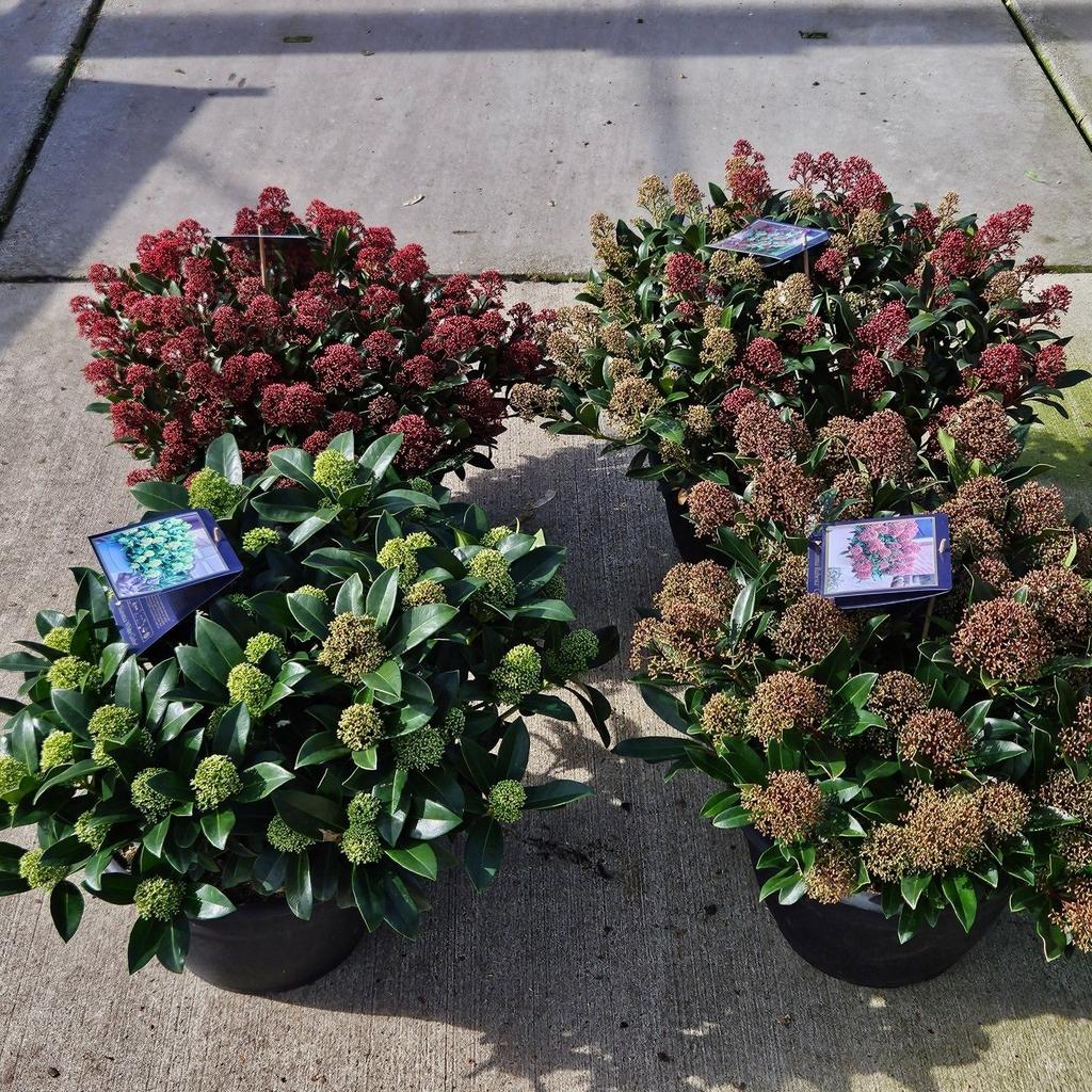 Picture of Skimmia in varieties p32 bowl BOWL