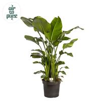 Strelitzia nicolai 5PP Air So Pure