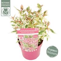 Hydrangea serr. Euphoria Pink
