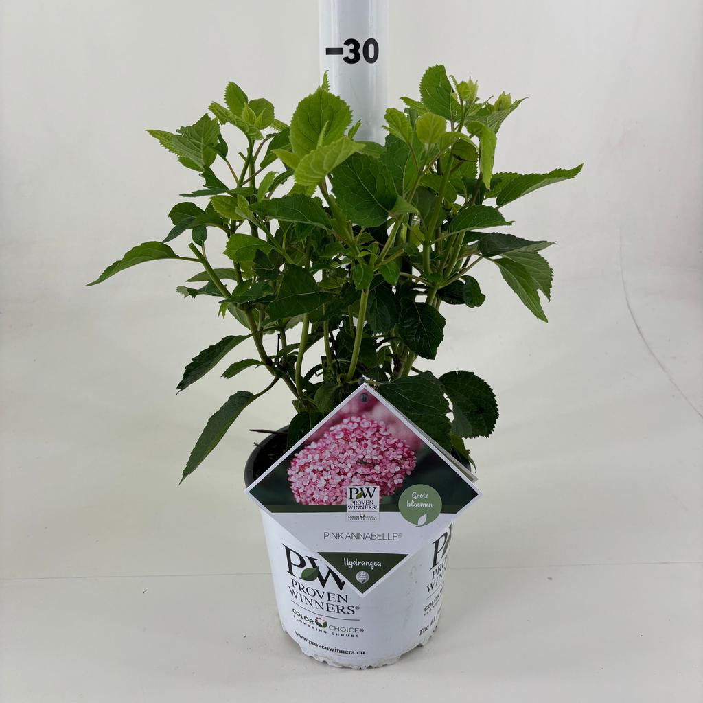 Picture of Hydrangea arb. Pink Annabelle P19 (3 Ltr)