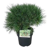Pinus strobus Minima