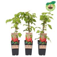 Rubus idaeus Malling Promise