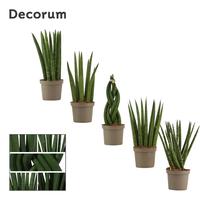 Sansevieria Cylindrica mix