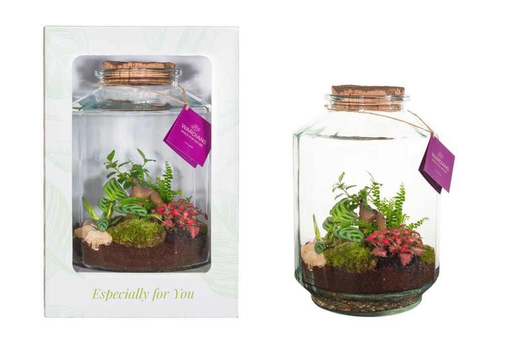 Obrazek Wardians Terrarium - Strepe in showbox P25 35CM