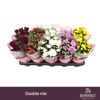 Chrysant Double mix