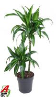 Dracaena Hawaiiana 45-15