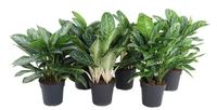 Aglaonema in varieties