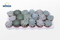 Echeveria Ice Mix (6 Spc.)