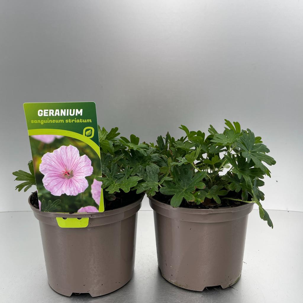 Picture of Geranium sang. striatum P17 (2 Ltr)