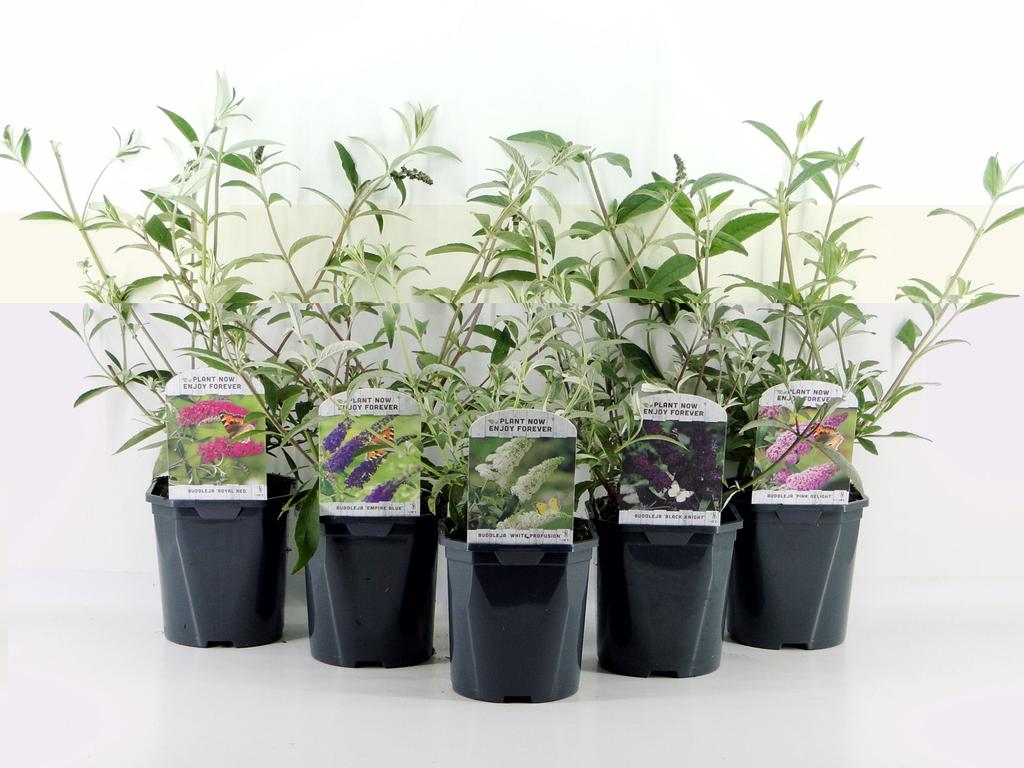 Picture of Buddleja davidii in varieties P17 (2 Ltr) Square