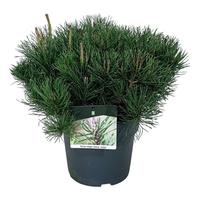 Pinus mugo mugo