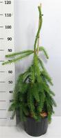 Picea a. Inversa