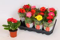 Gerbera in varieties in sleeve