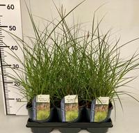 Miscanthus sin. Red Chief