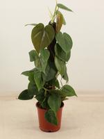 Philodendron scandens 50cm Kratiste climbing stick
