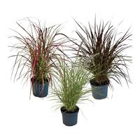 Pennisetum in varieties
