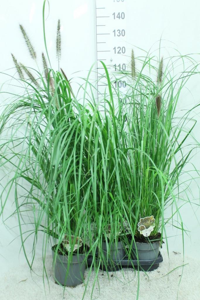 Picture of Pennisetum alop. Black Beauty P19 (3 Ltr)