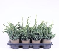 Juniperus squa. Meyeri