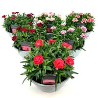 Dianthus Oscar mix shelf