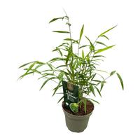 Fargesia angustissima - One Boo™ Silkleaf