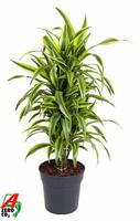 Dracaena Lemon Lime branched